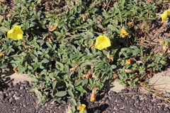 Oenothera indecora
