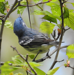 Setophaga cerulea