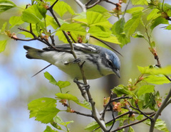 Setophaga cerulea