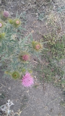 Cirsium rhaphilepis