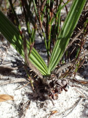 Babiana ringens australis