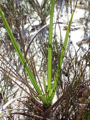 Babiana ringens australis