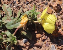 Oenothera indecora