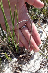 Babiana ringens australis