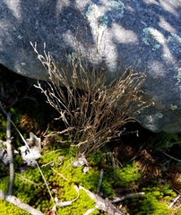 Hypericum gentianoides