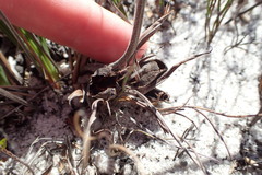 Babiana ringens australis