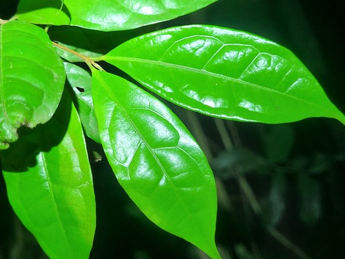Uvaia-do-mato