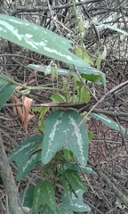 Passiflora bogotensis