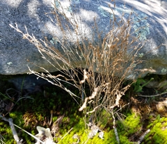 Hypericum gentianoides