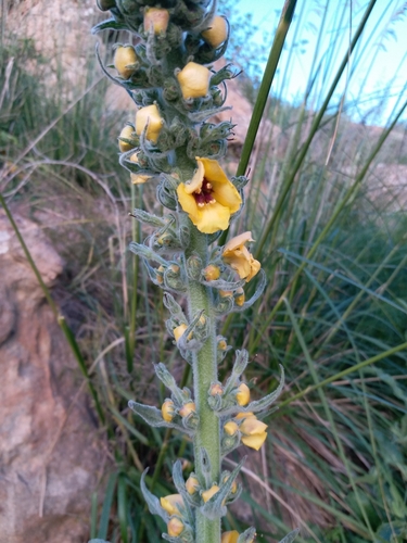 Image of Verbascum rotundifolium by (c) Aissa Djamel Filali, some rights reserved (CC BY-SA)
