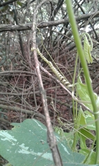 Passiflora bogotensis