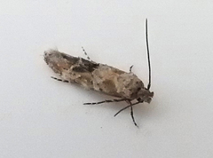 Mompha stellella
