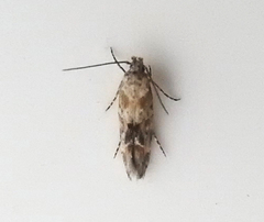 Mompha stellella