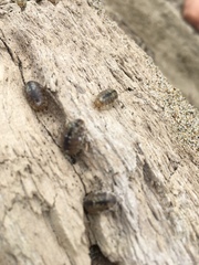 Alloniscus perconvexus