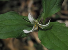 Trillium catesbaei