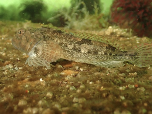 Padded sculpin (Artedius fenestralis) — Cottidae