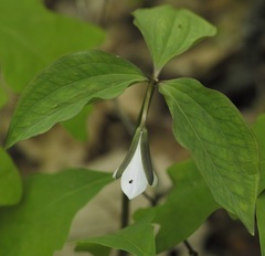 Trillium catesbaei