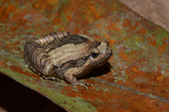 Beautiful Pygmy Frog photo 2