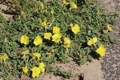 Oenothera indecora