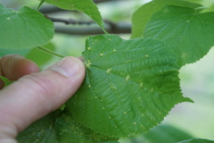Eriophyes exilis