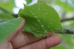 Eriophyes exilis