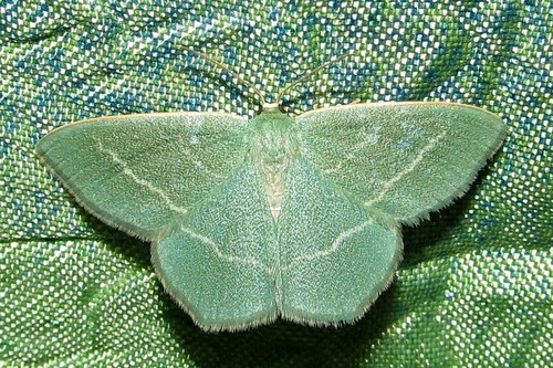 Small Grass Emerald (Chlorissa viridata) · iNaturalist