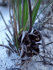 Babiana ringens australis