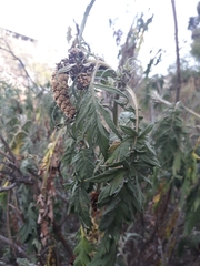 Ambrosia arborescens