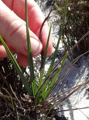 Babiana ringens australis