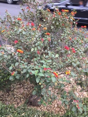Lantana camara