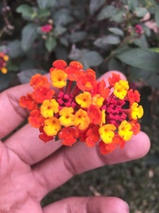 Lantana camara