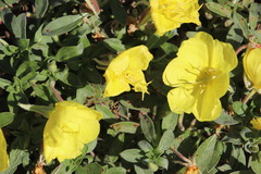 Oenothera indecora