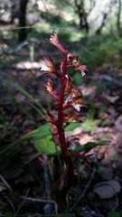Corallorhiza maculata occidentalis