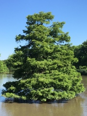 Taxodium distichum
