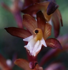 Corallorhiza maculata occidentalis