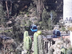 Corryocactus melanotrichus