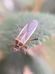 Stenomacra marginella