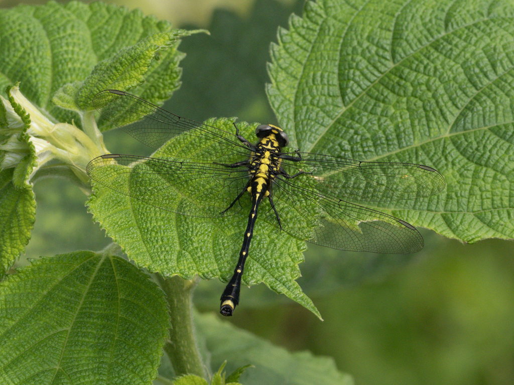Asiagomphus cuneatus