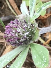 Trifolium macraei