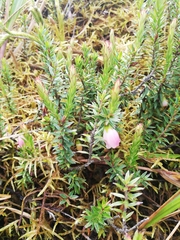 Disterigma pernettyoides