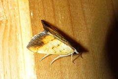 Evergestis extimalis