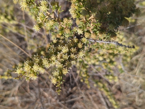 Image of Baccharis pteronioides by (c) Tom Field, some rights reserved (CC BY)