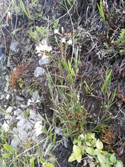 Epidendrum fimbriatum