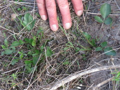 Lichtensteinia obscura