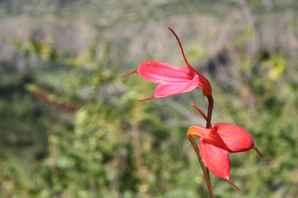 Masdevallia amabilis