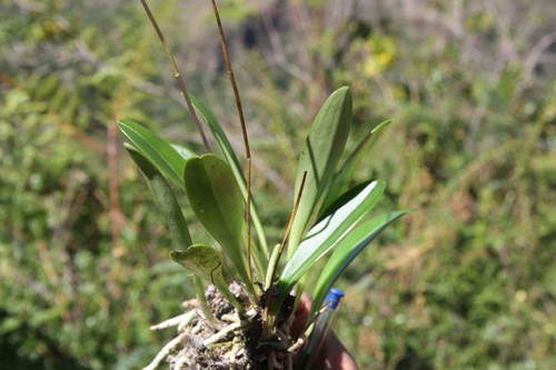 Image of Masdevallia Amabilis (Masdevallia amabilis) by (c) Alfredo Gutierrez Dipaz, some rights reserved (CC BY)