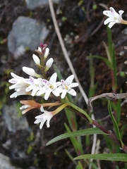 Epidendrum fimbriatum