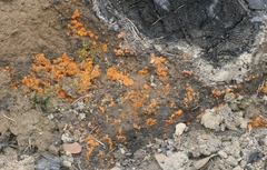 Anthracobia macrocystis