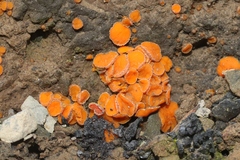 Anthracobia macrocystis