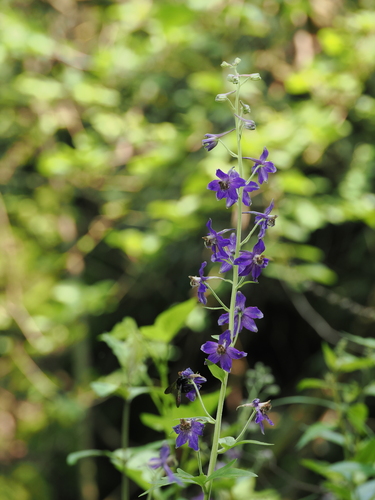 Delphinium trisectum